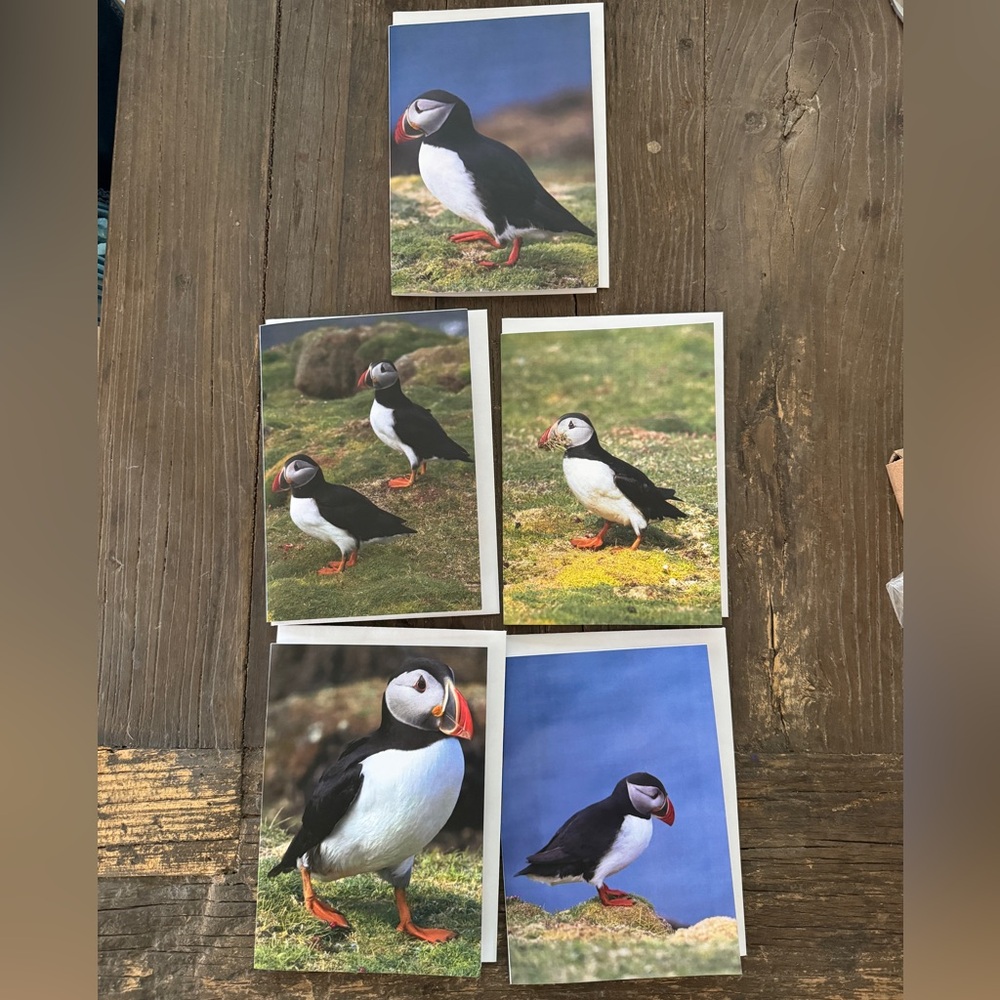 Puffin Greeting Cards with Envelopes. Set of 5